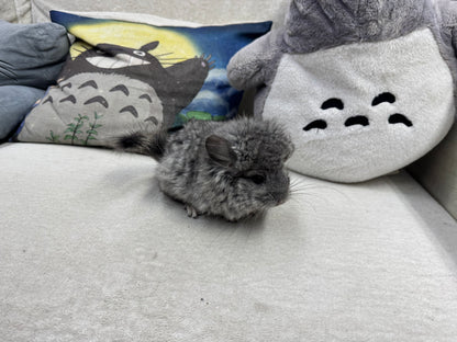 Chinchillas: T002 Standard VC RPA (Angora) female chinchilla for sale