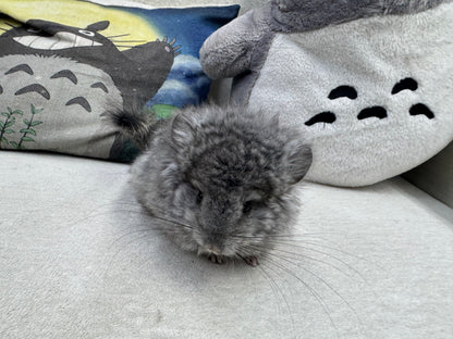 Chinchillas: T002 Standard VC RPA (Angora) female chinchilla for sale