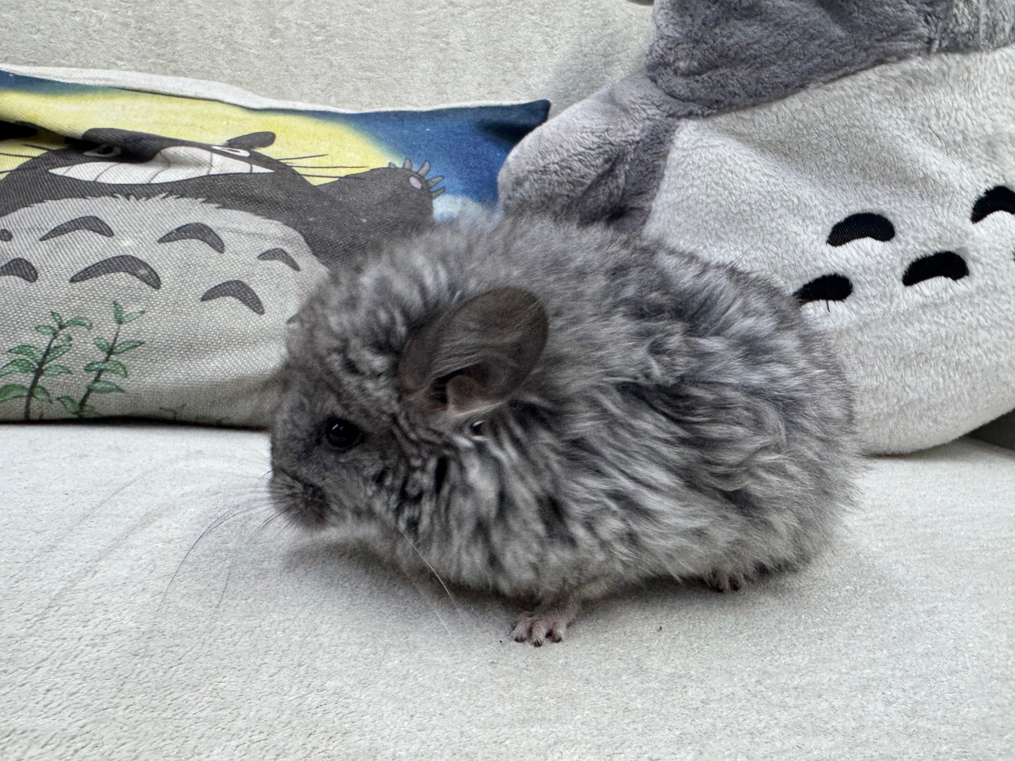 Chinchillas: T002 Standard VC RPA (Angora) female chinchilla for sale
