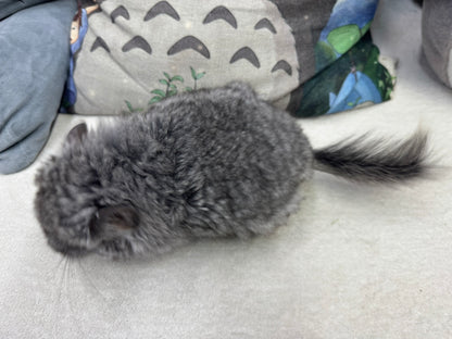 Chinchillas: T002 Standard VC RPA (Angora) female chinchilla for sale