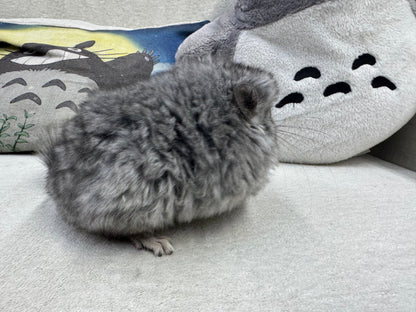 Chinchillas: T002 Standard VC RPA (Angora) female chinchilla for sale