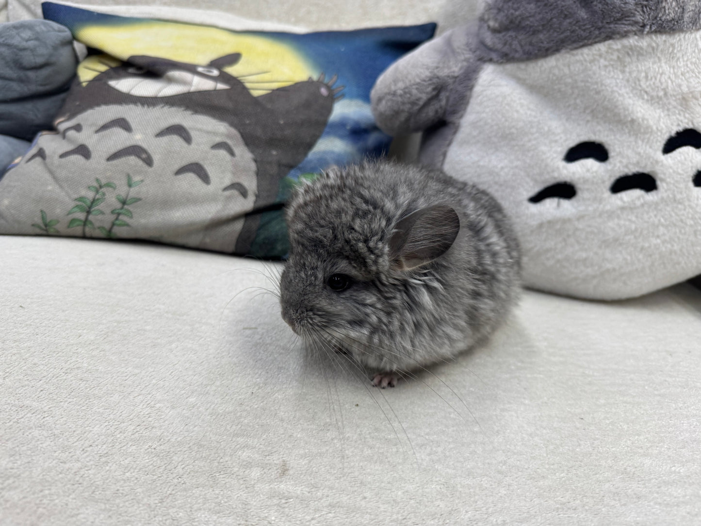 Chinchillas: T002 Standard VC RPA (Angora) female chinchilla for sale