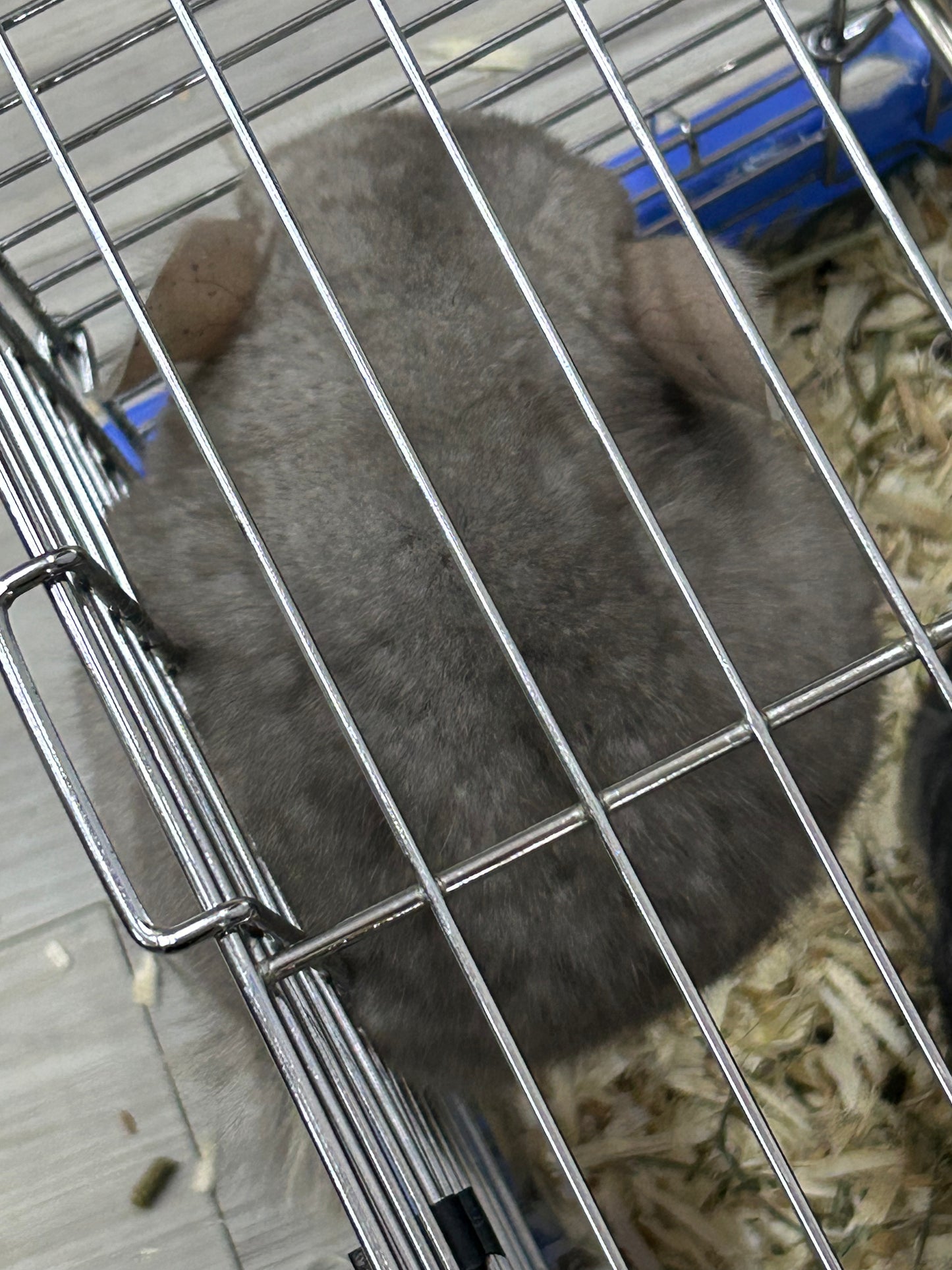 Chinchillas: P026 Beige Violet male chinchilla for sale (curled “rosette” tail n 2 missing fingers)curly potato super soft fur and chubby (USA lineage)