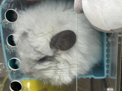 Chinchillas: S028 Mosaic RPA (angora) female chinchilla for sale (USA CCCU lineage) very fluffy