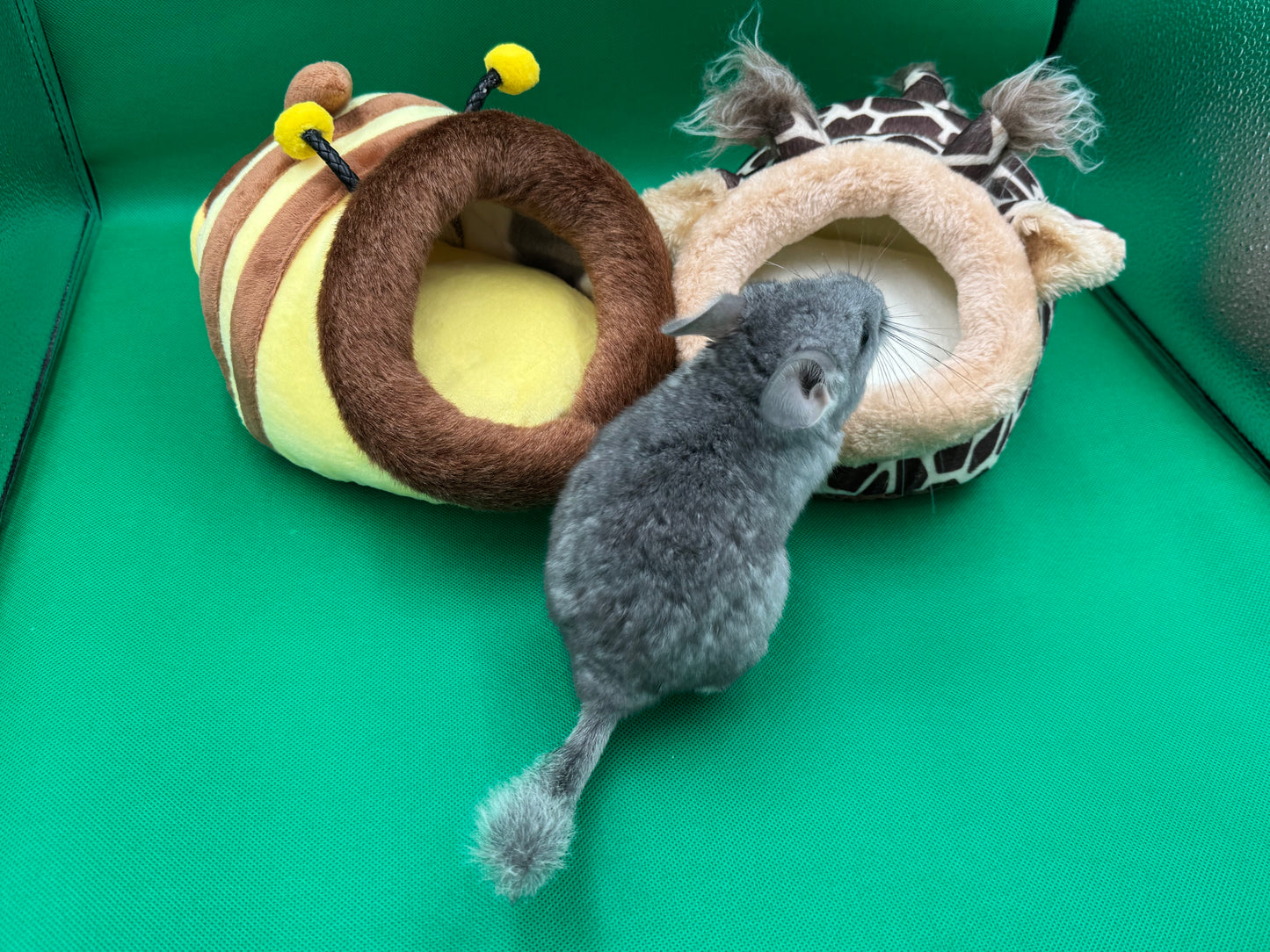 Chinchillas: R016 Blue Diamond female chinchilla for sale (USA lineage)