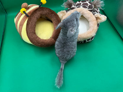 Chinchillas: R016 Blue Diamond female chinchilla for sale (USA lineage)