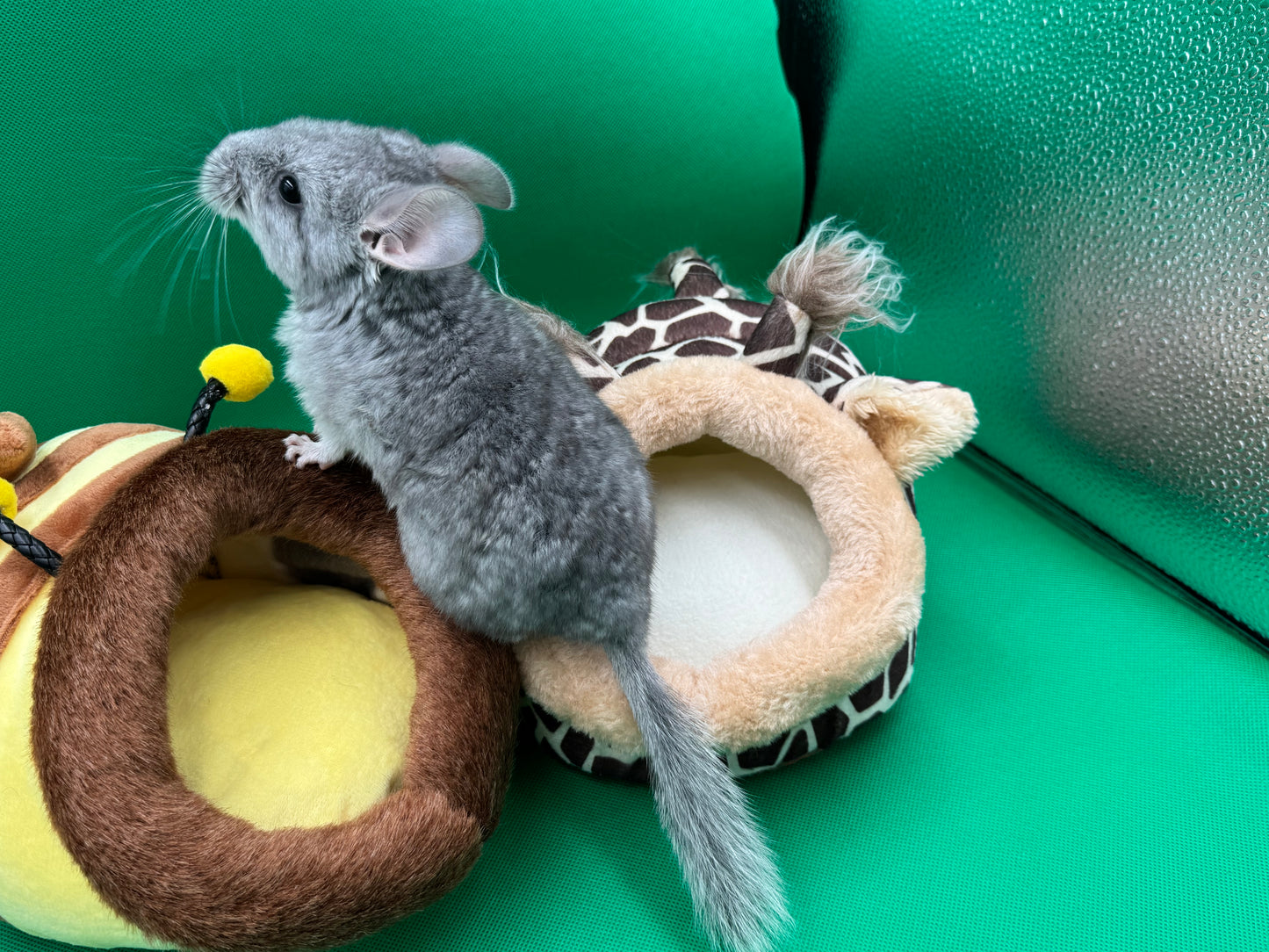 Chinchillas: R016 Blue Diamond female chinchilla for sale (USA lineage)