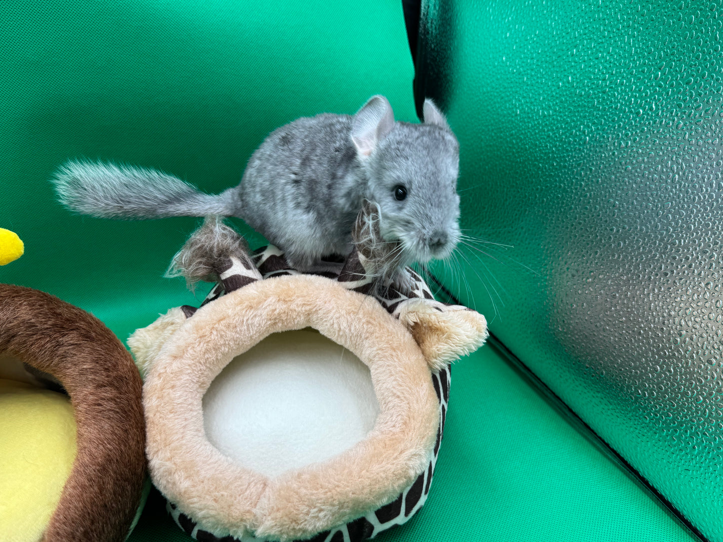 Chinchillas: R016 Blue Diamond female chinchilla for sale (USA lineage)