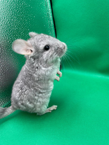 Chinchillas: S17 Blue Diamond male chinchilla for sale (USA lineage)