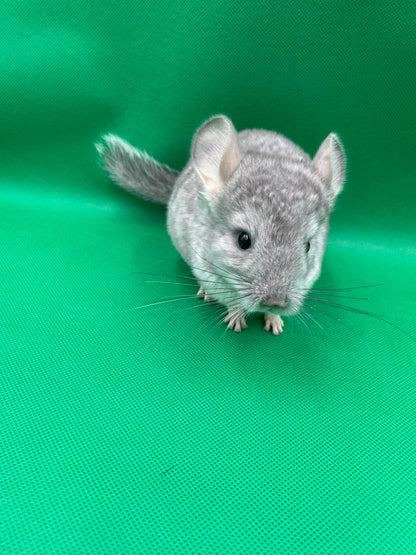 Chinchillas: S17 Blue Diamond male chinchilla for sale (USA lineage)