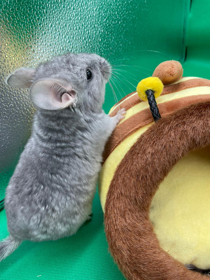 Chinchillas: S17 Blue Diamond male chinchilla for sale (USA lineage)