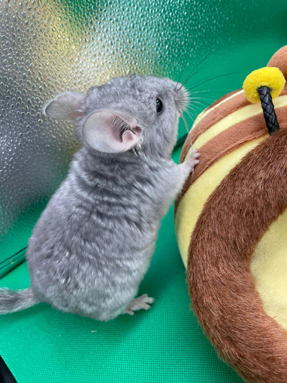 Chinchillas: S17 Blue Diamond male chinchilla for sale (USA lineage)