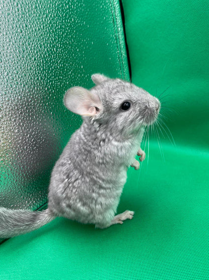 Chinchillas: S17 Blue Diamond male chinchilla for sale (USA lineage)