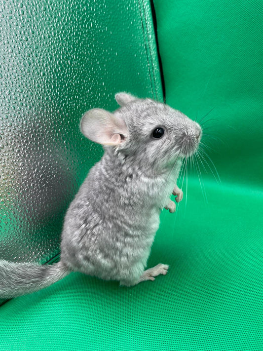 Chinchillas: S17 Blue Diamond male chinchilla for sale (USA lineage)