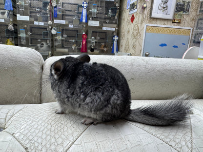 Chinchillas: T003 Standard female chinchilla for sale (USA Master Breeder’s lineage)
