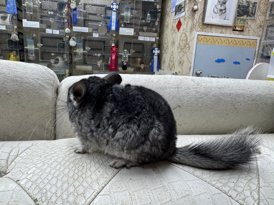 Chinchillas: T003 Standard female chinchilla for sale (USA Master Breeder’s lineage)