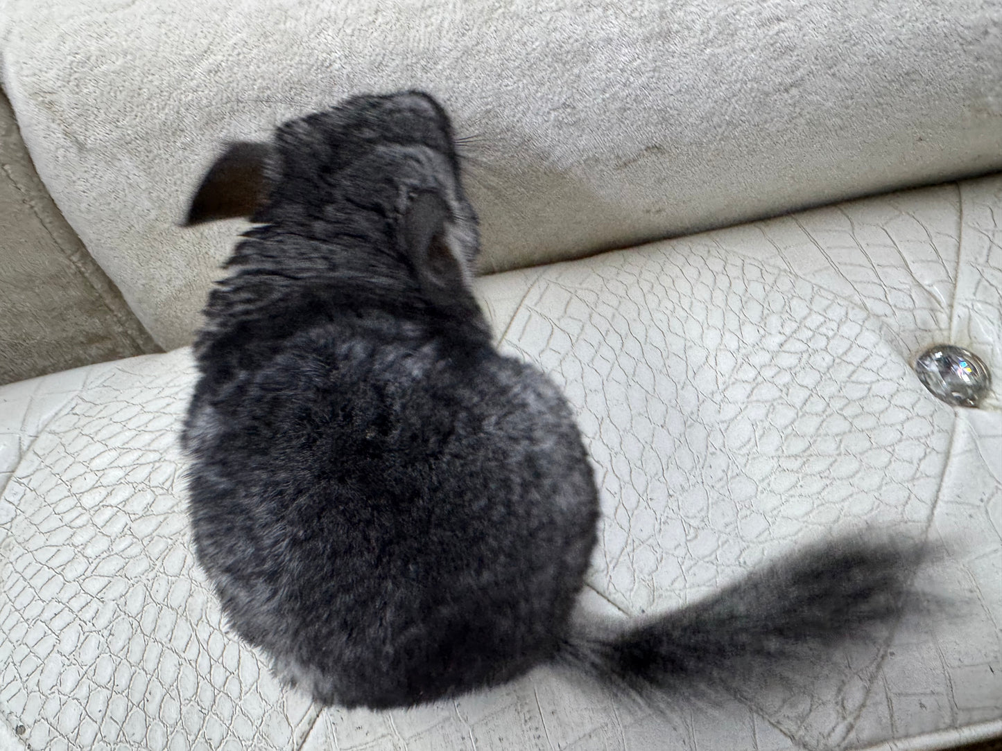 Chinchillas: T003 Standard female chinchilla for sale (USA Master Breeder’s lineage)