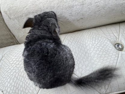 Chinchillas: T003 Standard female chinchilla for sale (USA Master Breeder’s lineage)