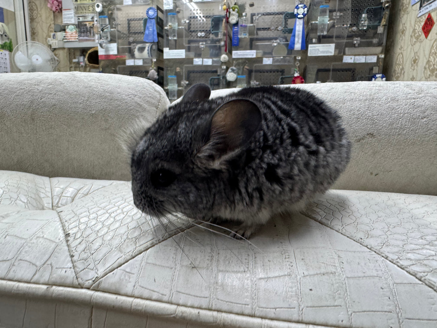 Chinchillas: T003 Standard female chinchilla for sale (USA Master Breeder’s lineage)