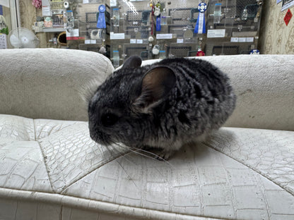 Chinchillas: T003 Standard female chinchilla for sale (USA Master Breeder’s lineage)