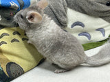 Chinchillas: R001 Beige RPAC (angora carrier) male chinchilla for sale big size baby