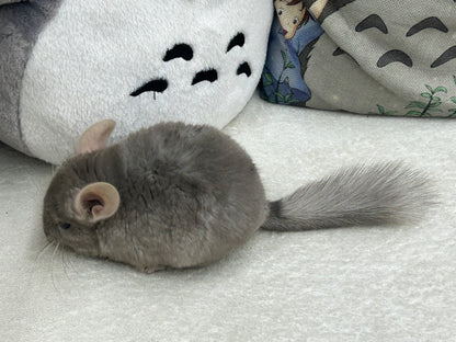 Chinchillas: R002 Dark Tan RPAC (angora carrier) female chinchilla for sale (USA lineage)