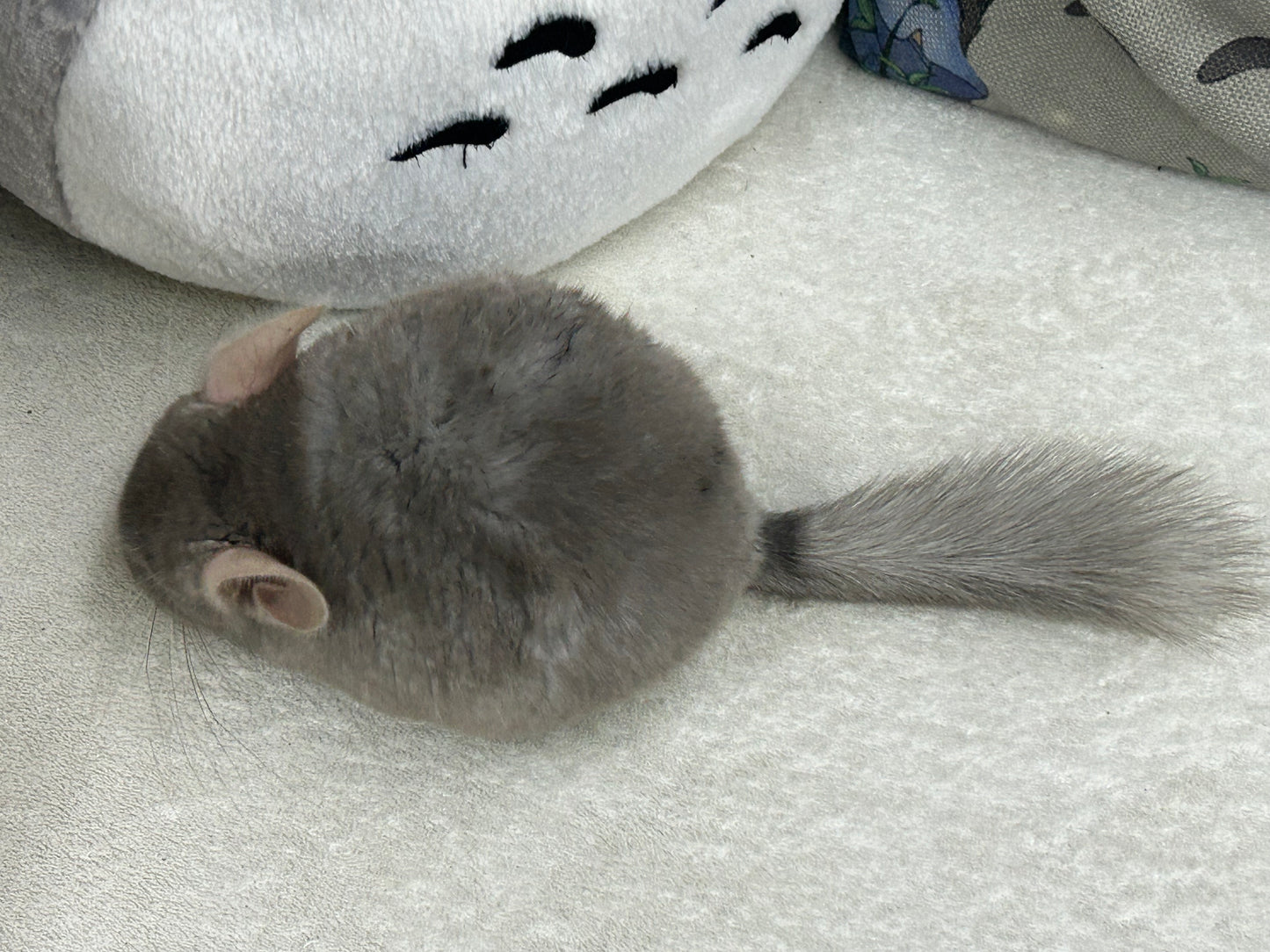 Chinchillas: R002 Dark Tan RPAC (angora carrier) female chinchilla for sale (USA lineage)