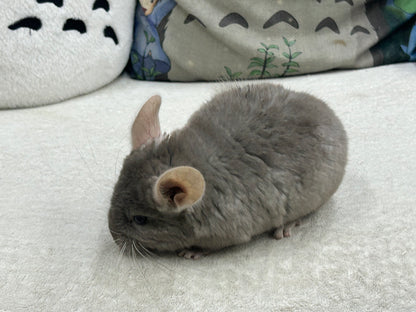 Chinchillas: R002 Dark Tan RPAC (angora carrier) female chinchilla for sale (USA lineage)