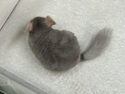 Chinchillas: R002 Dark Tan RPAC (angora carrier) female chinchilla for sale (USA lineage)