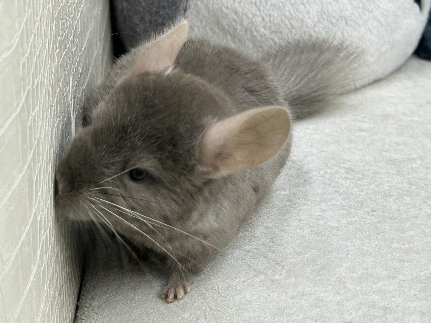 Chinchillas: R002 Dark Tan RPAC (angora carrier) female chinchilla for sale (USA lineage)