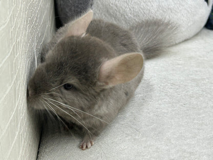 Chinchillas: R002 Dark Tan RPAC (angora carrier) female chinchilla for sale (USA lineage)