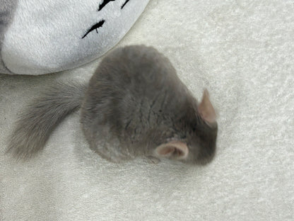 Chinchillas: R002 Dark Tan RPAC (angora carrier) female chinchilla for sale (USA lineage)