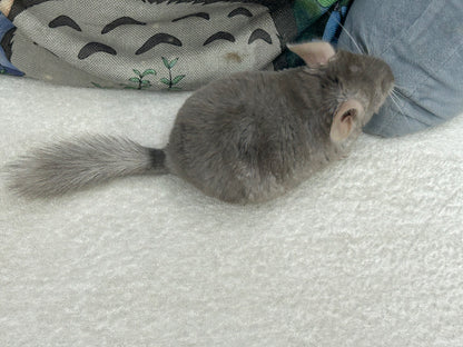 Chinchillas: R002 Dark Tan RPAC (angora carrier) female chinchilla for sale (USA lineage)