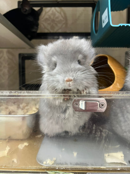Chinchillas: T001 Violet RPA (Angora) female chinchilla  (USA CCCU lineage)
