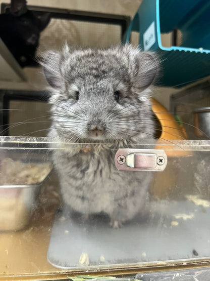 Chinchillas: T002 Standard VC RPA (Angora) female chinchilla for sale