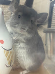 Chinchillas: R014 Violet male chinchilla for sale