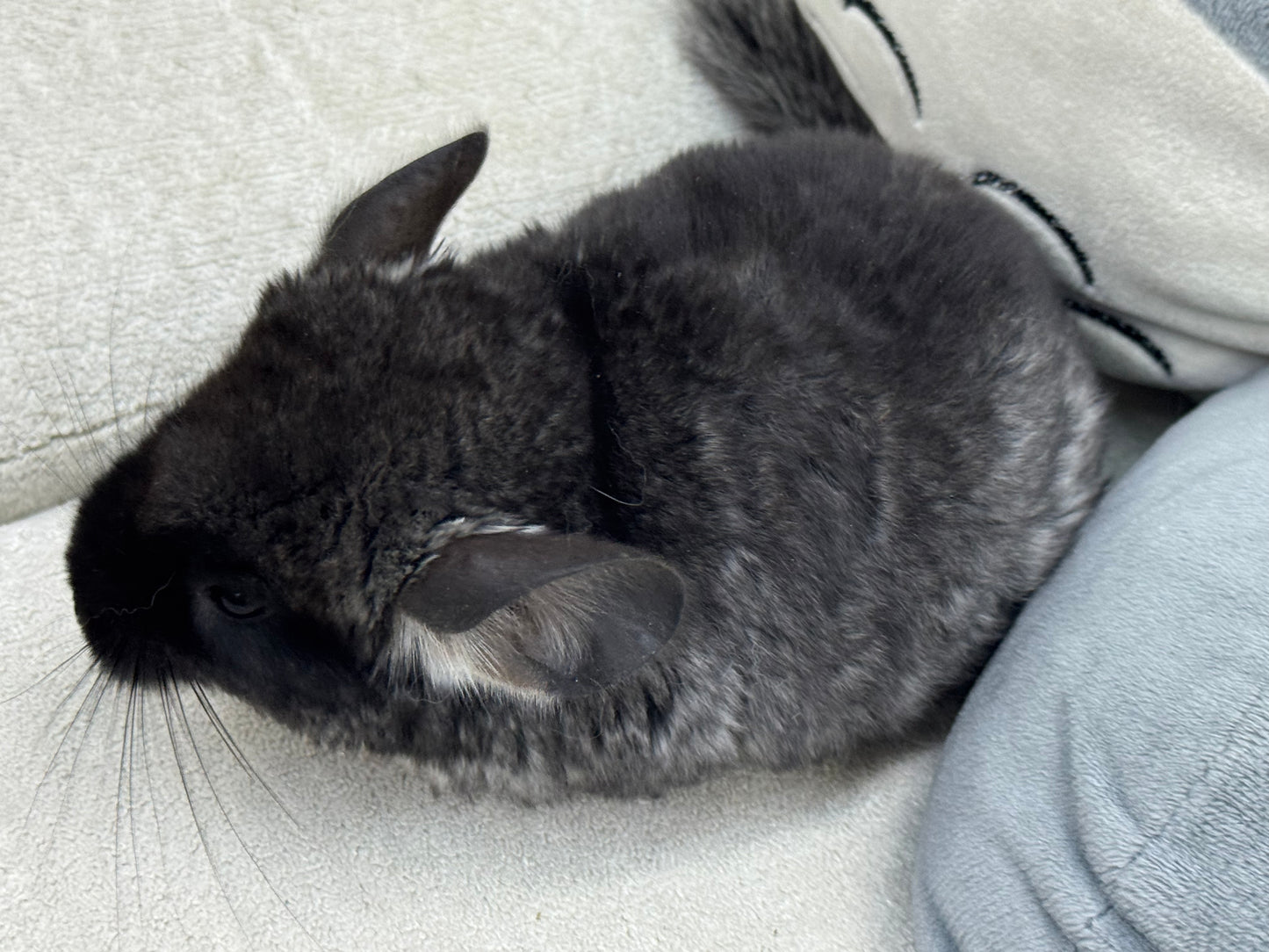 Chinchillas: T007 Black Velvet male chinchilla for sale (USA Master Breeder’s lineage)
