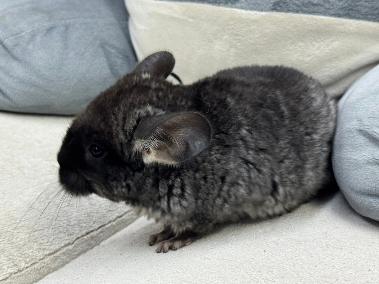Chinchillas: T007 Black Velvet male chinchilla for sale (USA Master Breeder’s lineage)