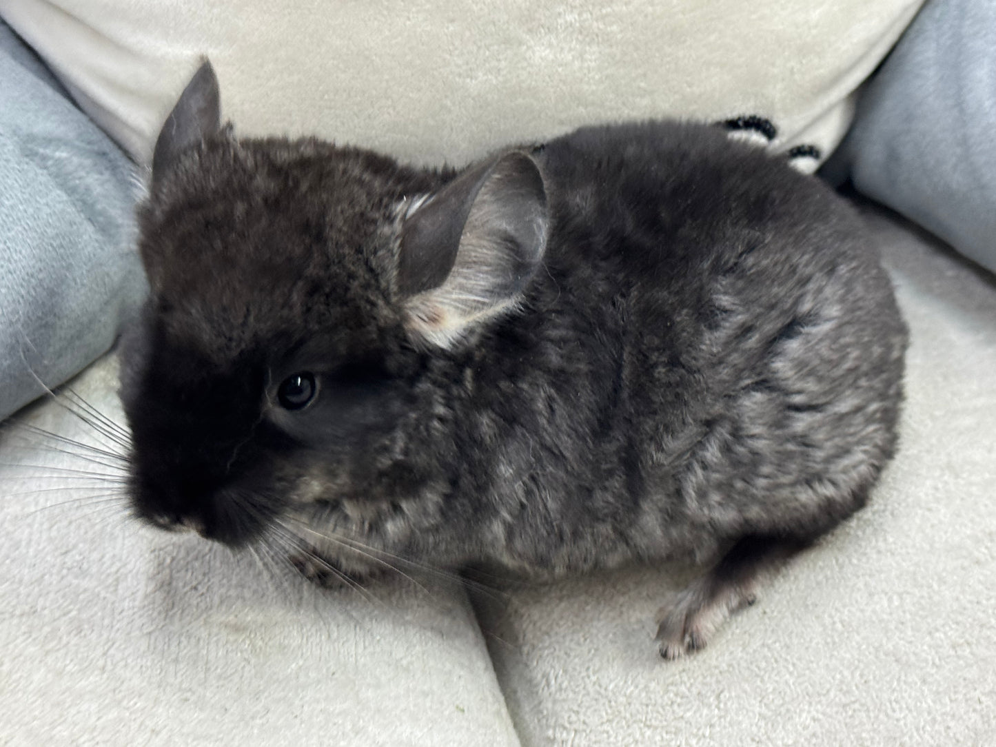 Chinchillas: T007 Black Velvet male chinchilla for sale (USA Master Breeder’s lineage)