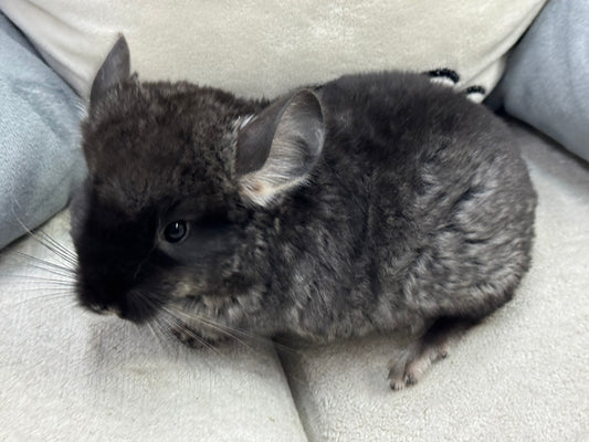Chinchillas: T007 Black Velvet male chinchilla for sale (USA Master Breeder’s lineage)