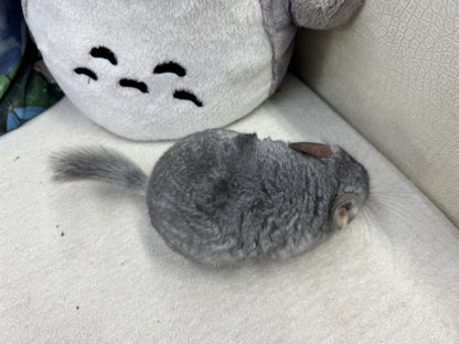 Chinchillas: T008 Blue Diamond male chinchilla for sale (USA Master Breeder’s lineage) Mum is Section Champ