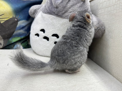 Chinchillas: T008 Blue Diamond male chinchilla for sale (USA Master Breeder’s lineage) Mum is Section Champ