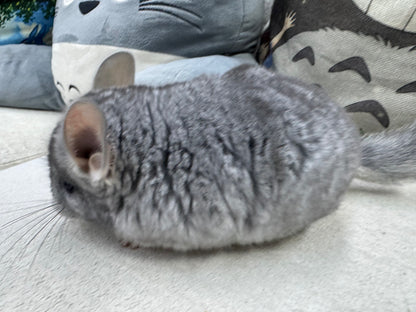 Chinchillas: T008 Blue Diamond male chinchilla for sale (USA Master Breeder’s lineage) Mum is Section Champ