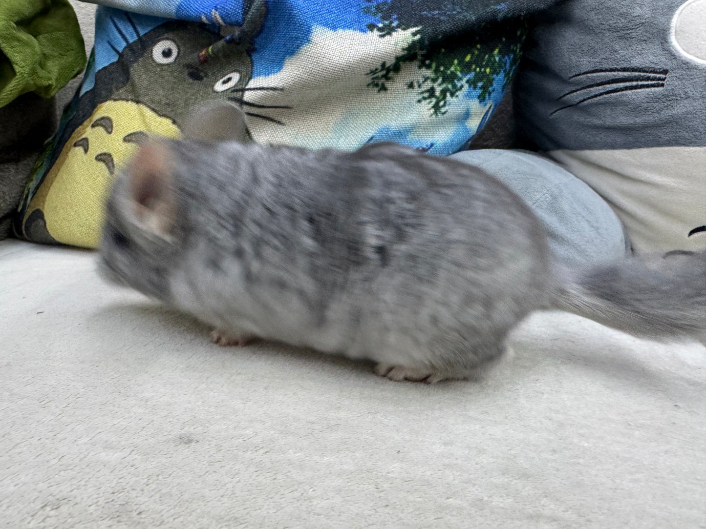 Chinchillas: T008 Blue Diamond male chinchilla for sale (USA Master Breeder’s lineage) Mum is Section Champ