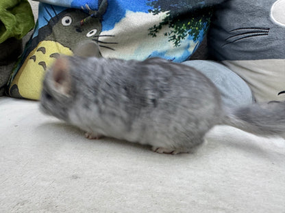 Chinchillas: T008 Blue Diamond male chinchilla for sale (USA Master Breeder’s lineage) Mum is Section Champ