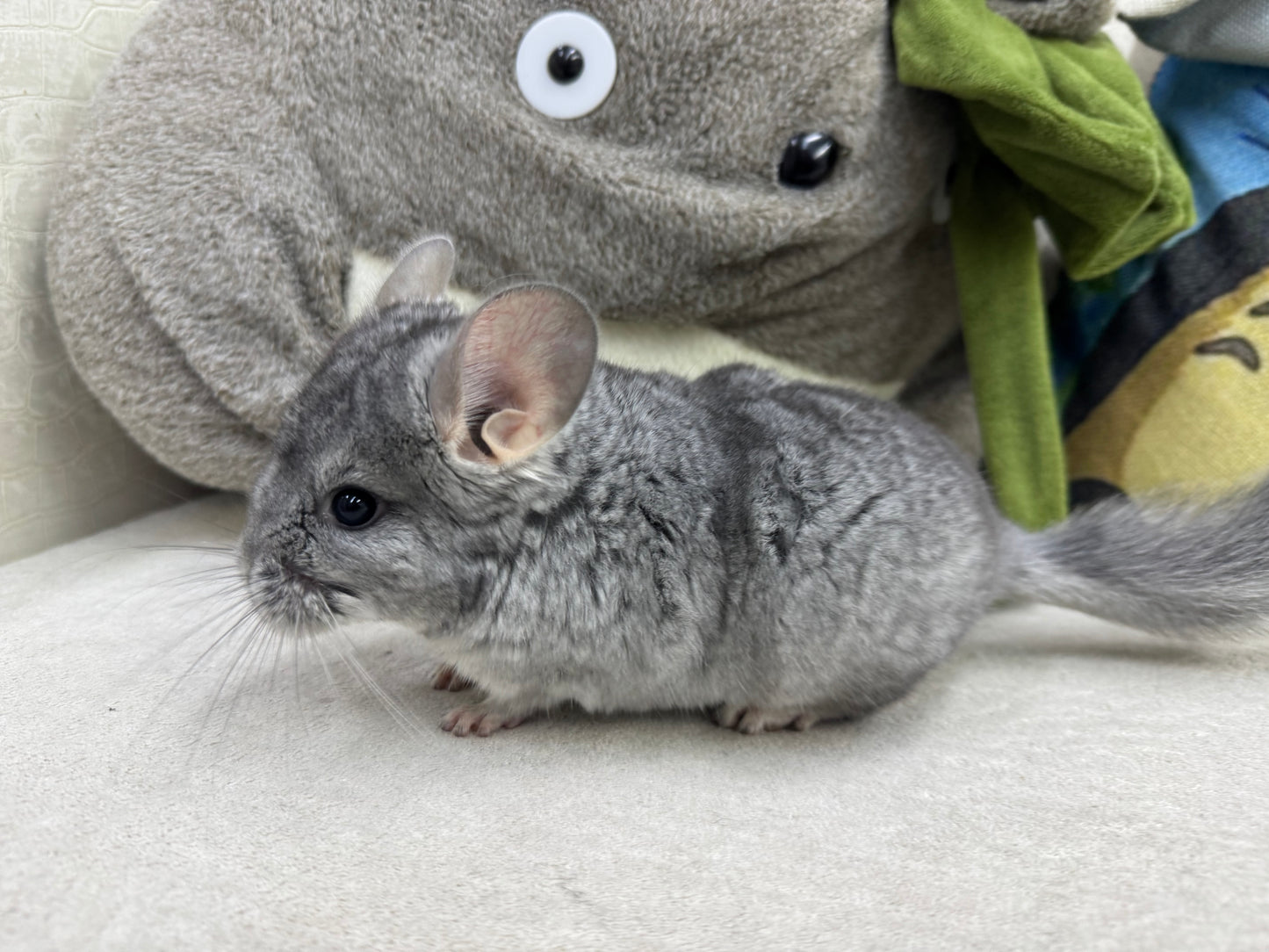 Chinchillas: T008 Blue Diamond male chinchilla for sale (USA Master Breeder’s lineage) Mum is Section Champ