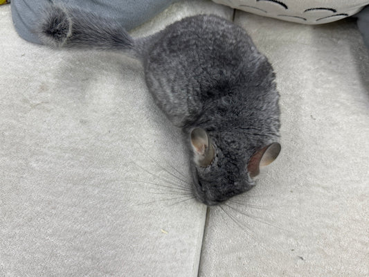 Chinchillas: T008 Blue Diamond male chinchilla for sale (USA Master Breeder’s lineage) Mum is Section Champ