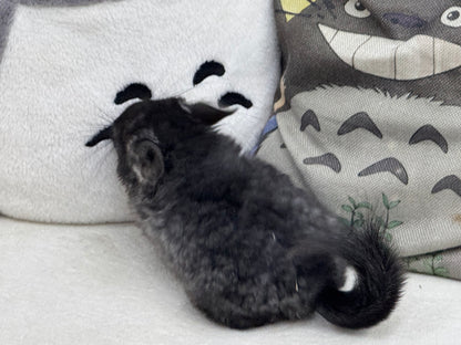 Chinchillas: S002 Dark Ebony RPA (Angora) male chinchilla for sale (CCCU lineage)