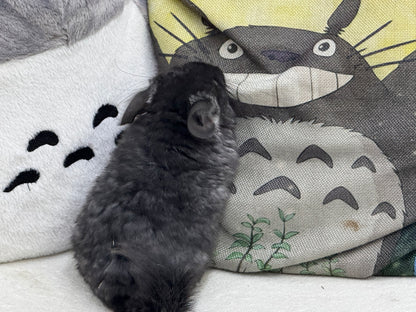 Chinchillas: S002 Dark Ebony RPA (Angora) male chinchilla for sale (CCCU lineage)
