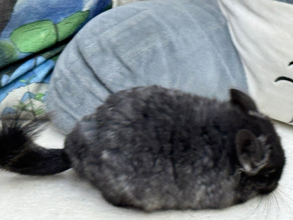 Chinchillas: S002 Dark Ebony RPA (Angora) male chinchilla for sale (CCCU lineage)